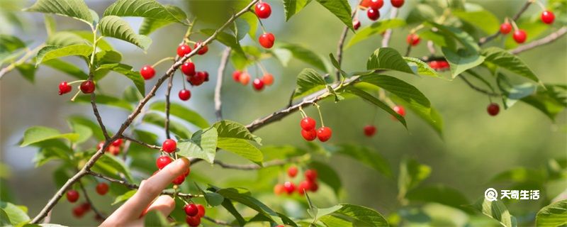 樱桃树的特点(图1)