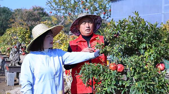 靠直播流量枣庄石榴盆栽盆景畅销全国(图1)