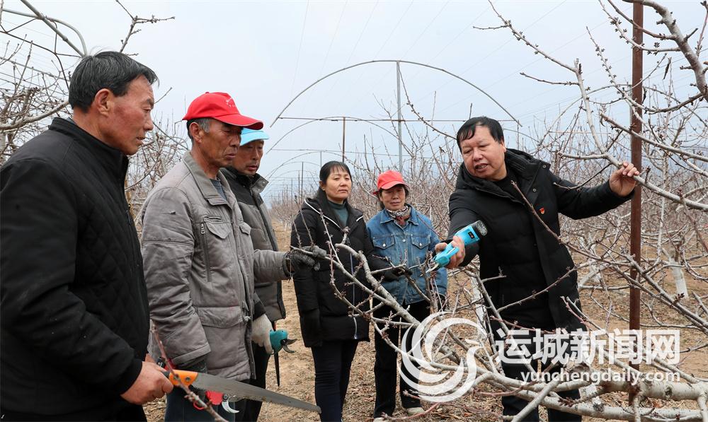 党员领办 西阳樱桃红舜乡(图1)
