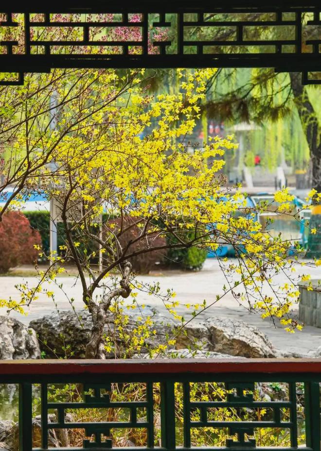 一年一度！昌平春日踏青赏花宝藏线路来咯！(图5)
