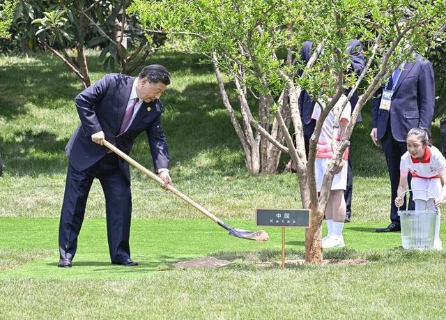 【学习小组】这些树故事感人(图6)